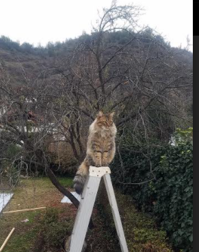 摩纳哥制霸玻利维亚，孙兴慜成为关键先生